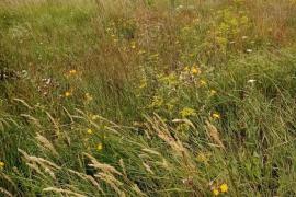 з/у ул. Научный центр